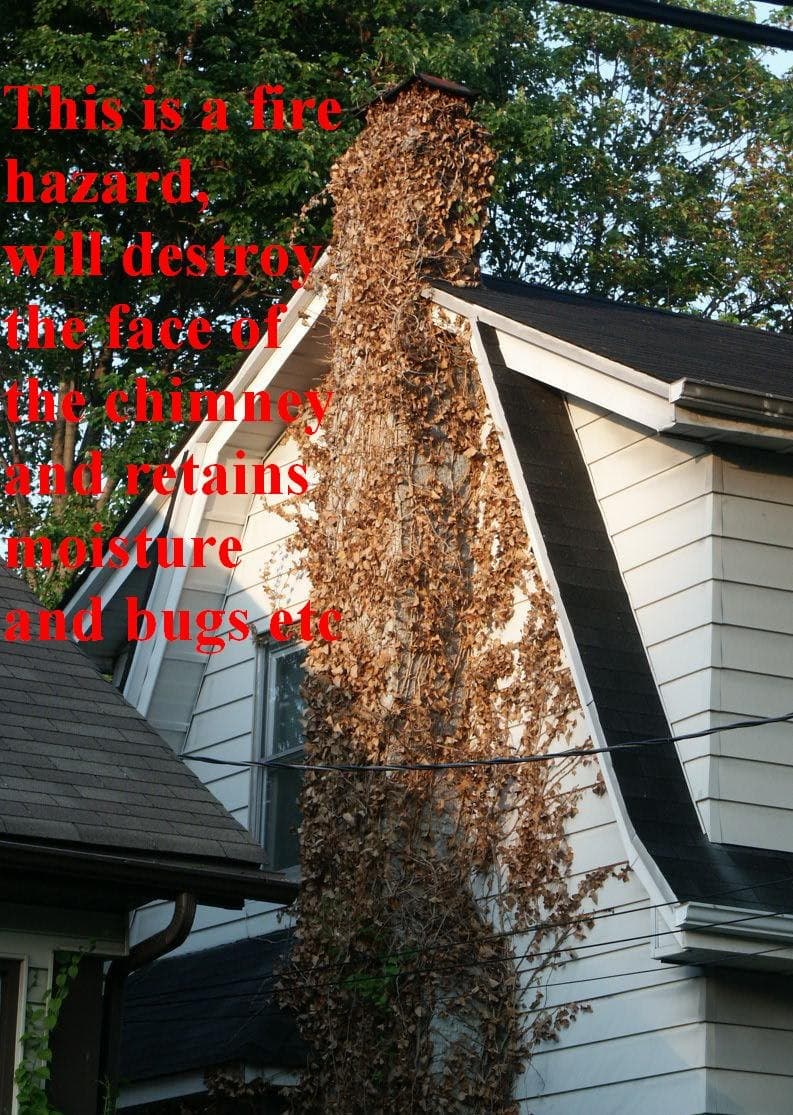 A chimney completely covered in dense dried vines growing up the face of the house, red note that this is a fire hazard and retains moisture and bugs